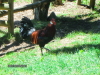 Thumbnail vf2011-vogtsbauernhof-3.jpg 